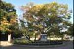 중앙공원 느티나무 썸네일 이미지