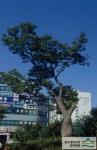 구미동 느티나무2 - 전경 썸네일 이미지