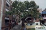산성동 느티나무 - 전경 썸네일 이미지