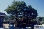 창곡동의 느티나무 - 전경 썸네일 이미지