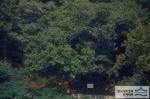 상대원동 상수리나무 - 전경 썸네일 이미지
