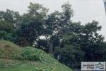 도촌동 느티나무 - 전경 썸네일 이미지
