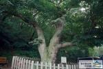 율동 느티나무 - 전경 가로사진 썸네일 이미지
