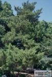 수내동 향나무 - 전경 썸네일 이미지
