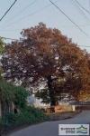 백현동 느티나무 - 전경 썸네일 이미지