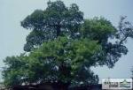 판교동 느티나무 - 전경 썸네일 이미지