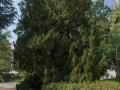 청라언덕 측백나무 썸네일 이미지