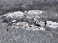 무등산 지공너덜 상단의 겨울 전경 썸네일 이미지